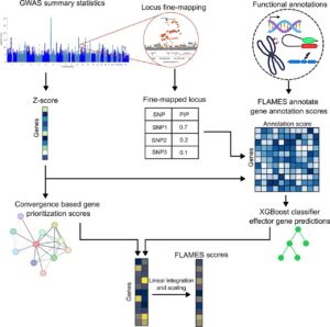 Overview of the FLAMES framework.